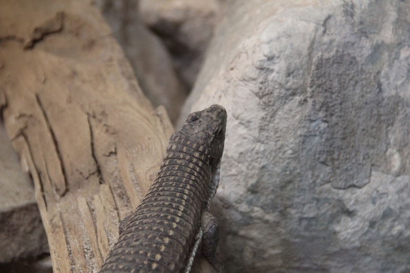 slideshow